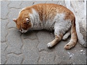 Васька из Костромы