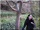 «Железное дерево» (парротия) «Железное дерево» (парротия)