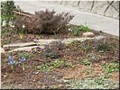 Первые цветочки Первые цветочки