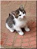 Котёночек Котёночек