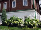 Гиацинты Гиацинты