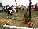 Полевые цветы Полевые цветы